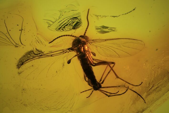 Detailed Fossil Fly (Diptera) In Baltic Amber #87118